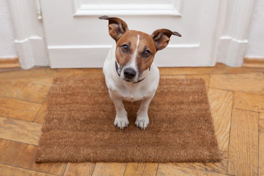 Dog In Front of Door Frame