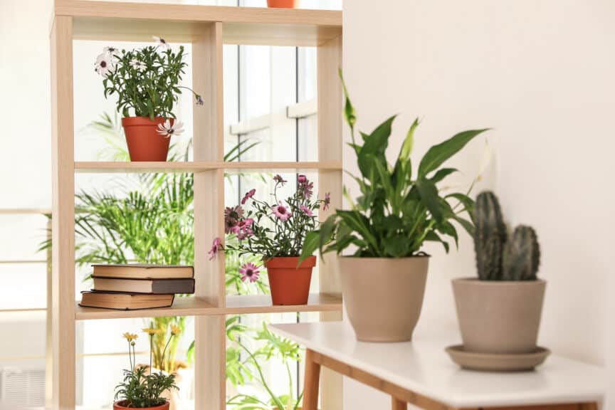 Shelving Unit with Indoor Plants